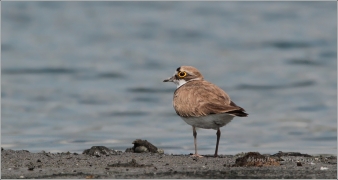 <p>KULÍK ŘÍČNÍ (Charadrius dubius) Varnsdorf</p>